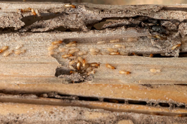 Best Local Pest Control Services  in Hlside, IL